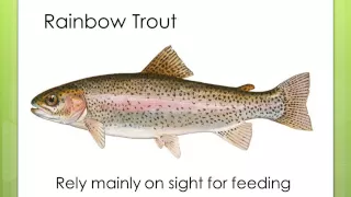 Lesson Number1 Understanding Trout