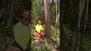 Cutting tree in japan(sherpa foresty)