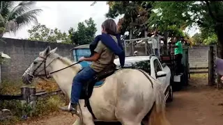 Feira de Cavalos em canafístula frei Damião. ás segunda, Alagoas. 🇧🇷 inscrever-se canal