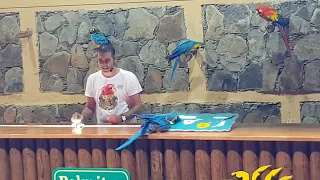 Parrot show... Gran Canaria Palmitos Park