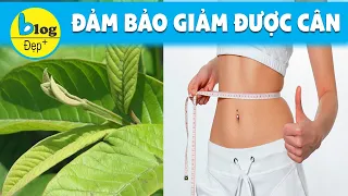 Hướng dẫn cách giảm cân bằng lá ổi đơn giản mà hiệu quả