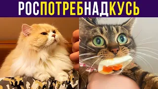 Приколы с котами. РосПотребНадКусь))) | Мемозг #374