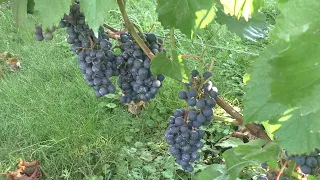 Состояние технических и универсальных сортов винограда в первой половине августа