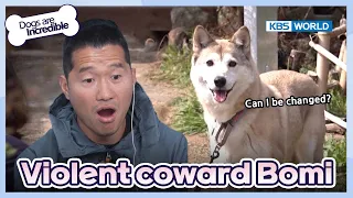 I want to stay with Bomi... [Dogs are incredible : EP.171-3] | KBS WORLD TV 230523