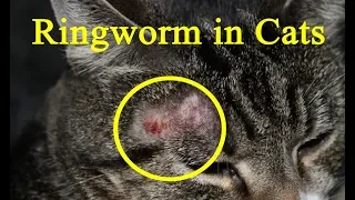 Ringworm in Cats - How To Treat Ringworm in Cats at Home Remedy - Helping Kittens with Ringworm!