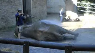 Elefantenbaby Jogi und seine Mutter Sweni & ihre große Familie werden geduscht im Zoo von Wuppertal