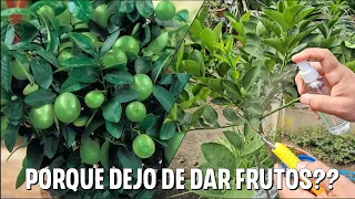 Porque tu árbol injertado dejo de dar frutos?