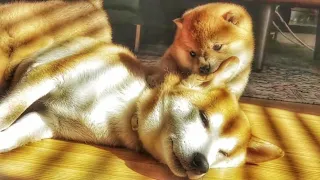 Potats do head & bacc massage to mom 💙 Shiba Inu puppies (with captions)