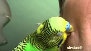 "Поцелуи" попугая Shreka (шрек)