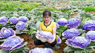 Harvesting Big Cabbage Goes To Market Sell - Cook food for pigs | Nhất Daily Life