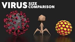 Virus 🦠 Size Comparison with Viruses and Microorganisms