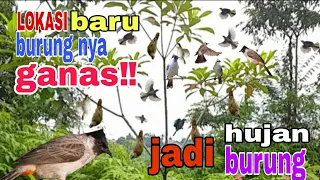 MIKAT BURUNG KAPAS TEMBAK MALAH DAPAT BURUNG KAPAS TEMBOK #mikatburung #hobiburung #kicaumania