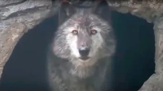 10 Wölfe, von denen du nicht glaubst, dass sie tatsächlich existieren!