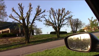 Report on effects of severe pruning on Bradford Pear trees.