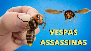 VESPAS ASSASSINAS! TAMBÉM CHAMADAS DE VESPAS-GIGANTES-ASIÁTICAS! QUAL O PERIGO QUE ELAS OFERECEM?