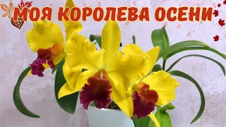 Золотая красавица - Rhyncholaeliocattleya Alma Kee. Секреты выращивания