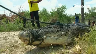 Crocodile Lash | Eye On Malaysia 3