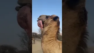 CAMEL🐪 getting it's stomach out to cool it down...😲😲