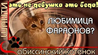 Абиссинский котенок Это не девушка это беда! Абиссинка Шанти акробатка! Abyssinian kitten.