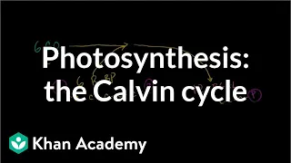 Photosynthesis:  Calvin Cycle