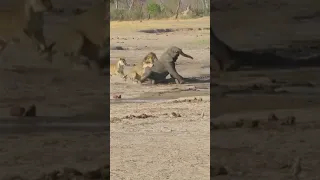 Lion vs elephant #fighting #wildlife