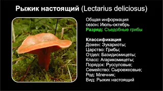 Рыжик настоящий (Lectarius deliciosus)