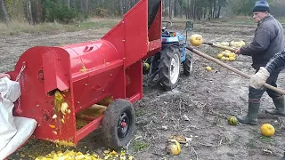 Завершення обмолоту гарбуза .