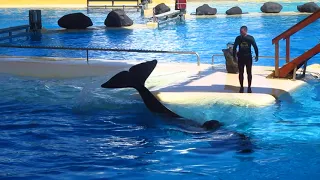 Loro Parque show on the 22nd September, 2022