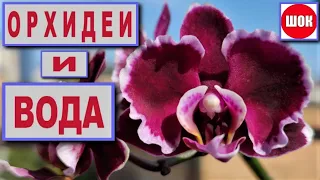 ШОК! НЕ СЛУЧАЙНЫЙ ЭКСПЕРИМЕНТ! ПРИКЛЮЧЕНИЯ ПНЯ ОРХИДЕИ! СТРАХИ ВОДЫ НЕ ОБОСНОВАНЫ! РЕЗУЛЬТАТ-ДЕТКА👍