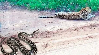 ¡Terrible! Alocado Ataque de Leopardo Captado en Cámara