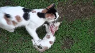 Mother cat eats her kitten
