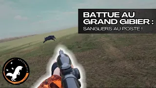 CHASSE EN BATTUE : LES SANGLIERS AU POSTE !