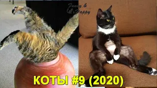 КОШКИ 2020 ПРИКОЛЫ С КОШКАМИ И КОТАМИ Смешные Кошки Funny Cats