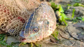 Cast Net Fishing | Traditional Cast Net Fishing in Village River | Catching Big Fish With Net
