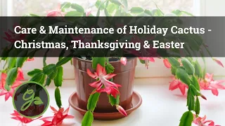 Care & Maintenance of Holiday Cactus - Christmas, Thanksgiving & Easter