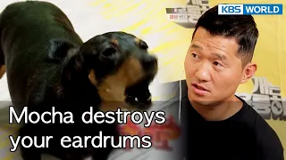 Mocha destroys your eardrums [Dogs are incredible : EP.137-1] | KBS WORLD TV 220830