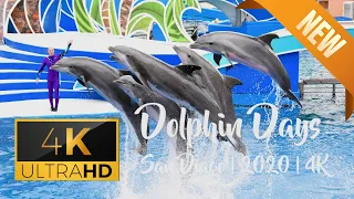 Dolphin Days Show at SeaWorld | San Diego | 4K | 2020 | Ultra HD