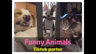 Funny Animal  🐱🐱TikTok Compilation --- Tiktok Porter