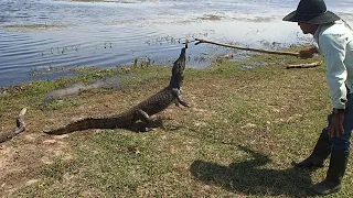 Восточная Колумбия, очковый кайман (Caiman crocodilus)