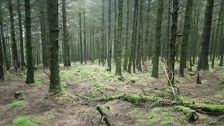 Sound of Forest 🌳 Isle of Man 🇮🇲 4K