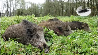 Wild boar driven hunting fever in November! First driven hunt in the season!