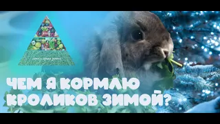 Чем кормить кроликов ЗИМОЙ? / Какую зелень МОЖНО давать кролику? / Какие ТРАВЫ можно найти зимой?