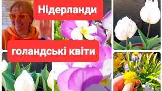 Голандські квіти в моєму садочку | Нідерланди Біженці в селі @ElenaUkraineAndFamily