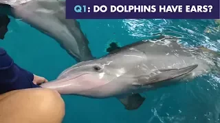 Dolphin Trivia with Winter and Hope