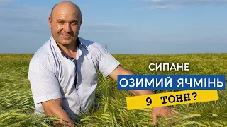 Ячмінь 9 тонн? Порівняння посівів озимих ячменів різних репродукцій, четверту немає що сіяти.