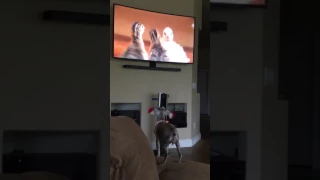 Mini Schnauzer Barks at TV Dogs