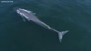 Drone Footage Captures Blue Whales in Monterey Bay, California