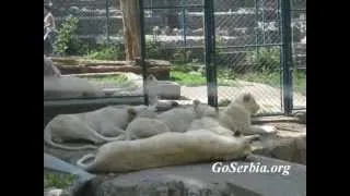 Зоопарк Белград Belgrad Zoo