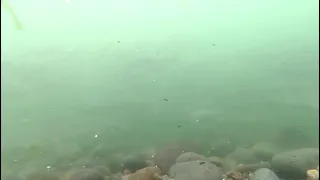 Рунный ход лосося на нерест на Камчатке