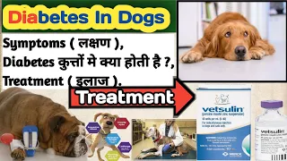 Diabetes In Dog || more urination || more eating || सुस्त | कहीं Dog को Diabetes तो नहीं ? Treatment